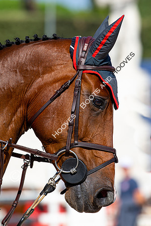 Showjumping