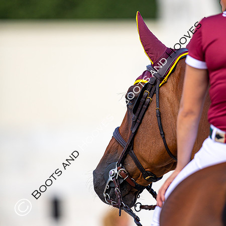 Showjumping