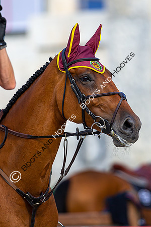 Showjumping