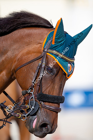 Showjumping