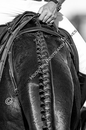 Showjumping