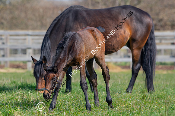 ~ MANDATORY Credit Elli Birch/Bootsandhooves- NO UNAUTHORISED USE - 07745909676