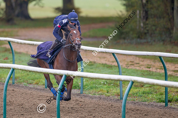 Newmarket