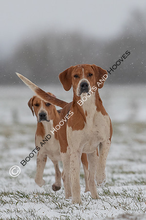 Hound Exercise