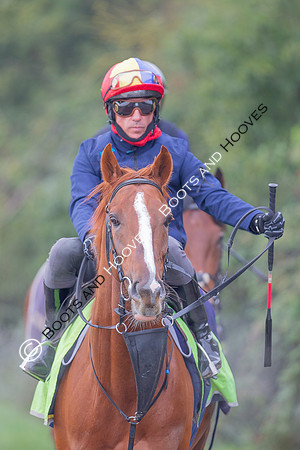 Newmarket