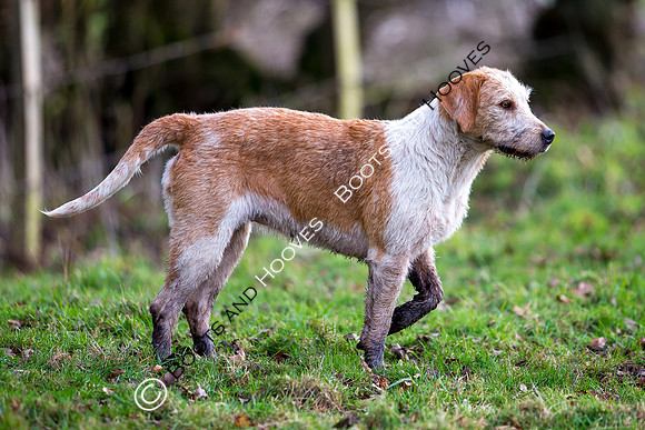 East Essex Hunt. Ladies Day. 29/01/2019 ~ MANDATORY Credit Elli Birch/Bootsandhooves - NO UNAUTHORISED USE - 07745 909676