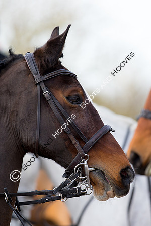 East Essex Hunt. Ladies Day. 29/01/2019 ~ MANDATORY Credit Elli Birch/Bootsandhooves - NO UNAUTHORISED USE - 07745 909676