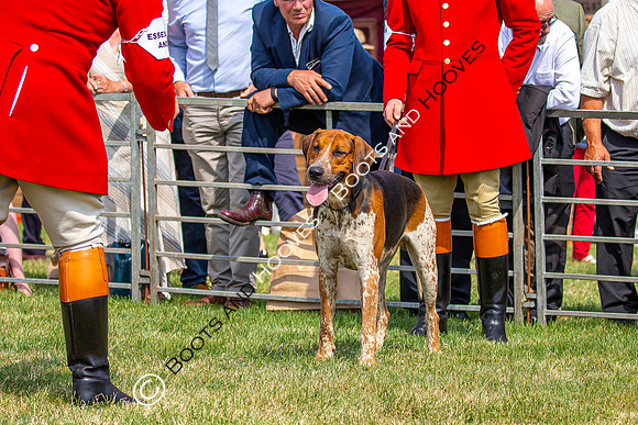Festival of Hunting