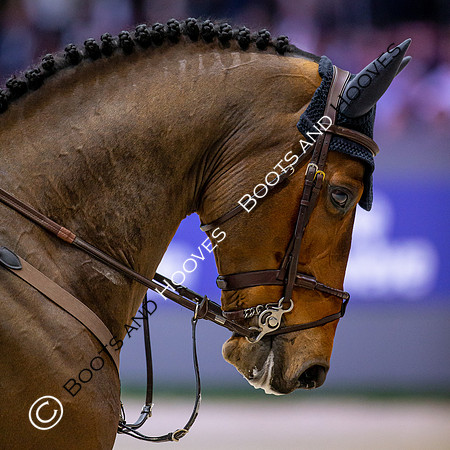 Showjumping