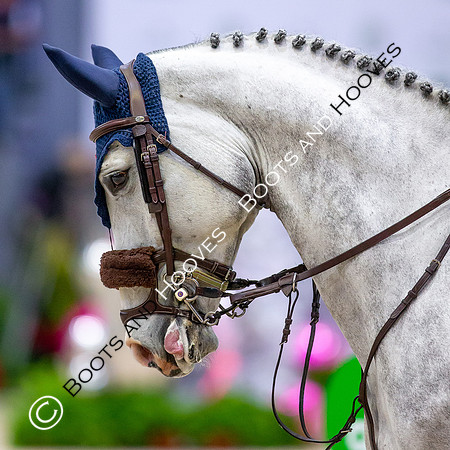 Showjumping