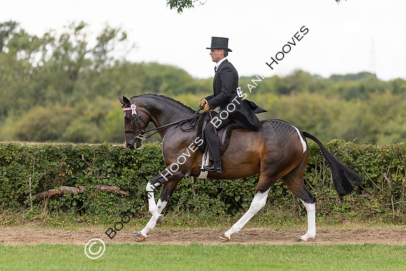 The Royal International Horse Show