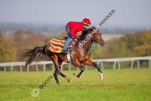 Newmarket