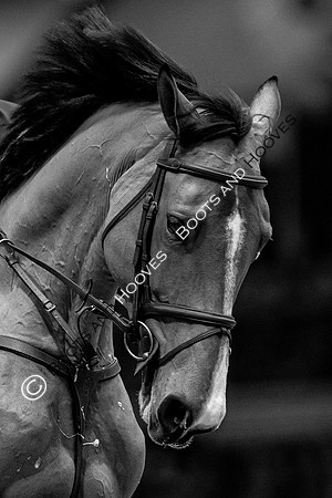 The London International Horse Show
