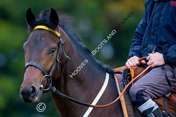 Newmarket