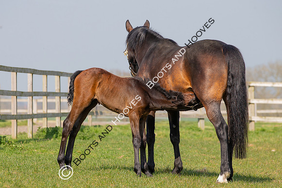 ~ MANDATORY Credit Elli Birch/Bootsandhooves- NO UNAUTHORISED USE - 07745909676