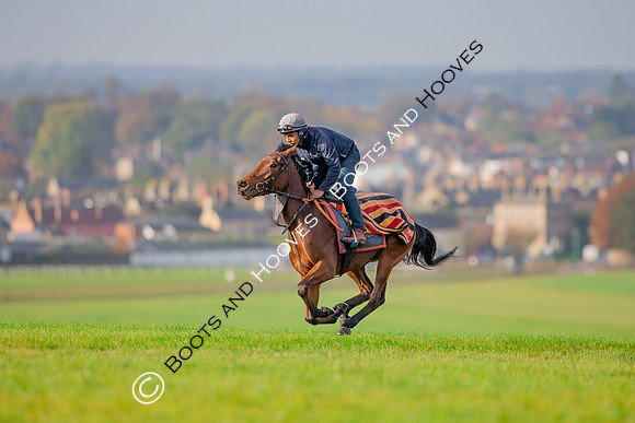 Newmarket