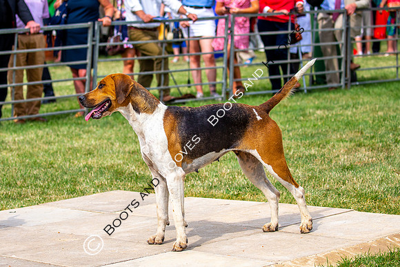 Festival of Hunting