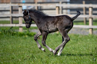 Fendi Gold at 3 weeks 04 2020
