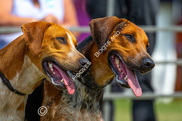 Festival of Hunting