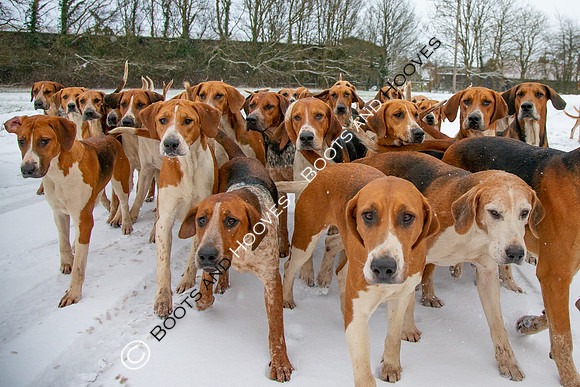 Hound Exercise