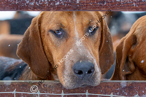 Hound Exercise