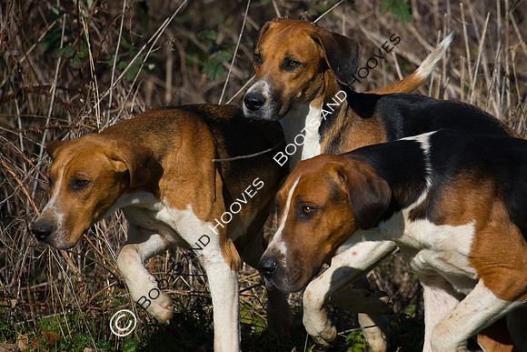 Hunting