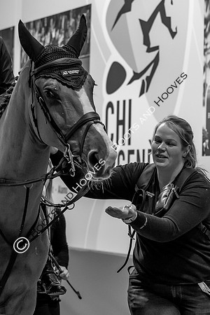 Showjumping