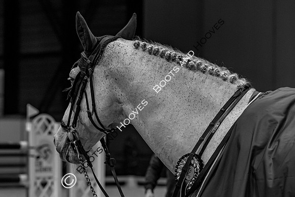 Showjumping