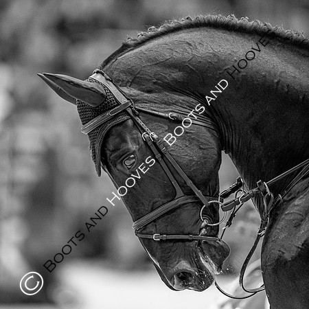 Showjumping