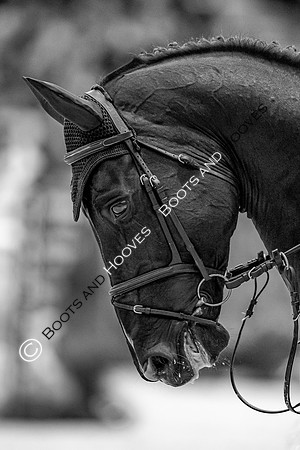 Showjumping