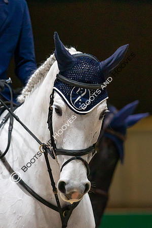 Showjumping