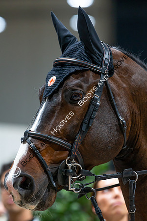 Showjumping