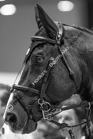 Showjumping