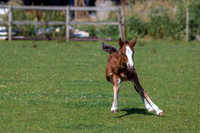Attridges Equestrian Centre