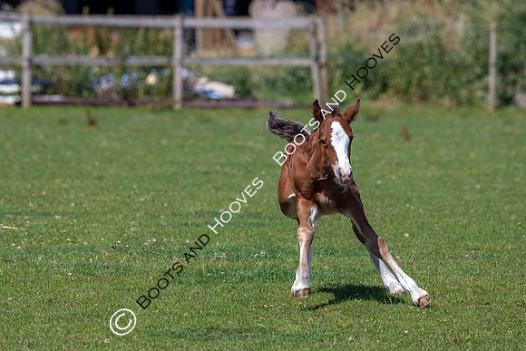 Attridges Equestrian Centre