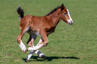 Attridges Equestrian Centre