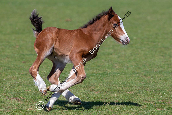 Attridges Equestrian Centre