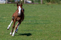 Attridges Equestrian Centre
