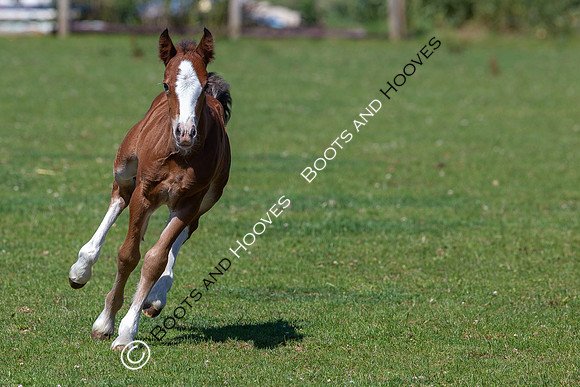 Attridges Equestrian Centre