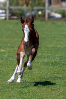 Attridges Equestrian Centre