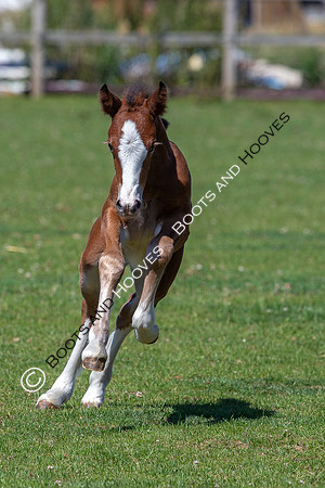 Attridges Equestrian Centre