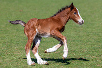 Attridges Equestrian Centre