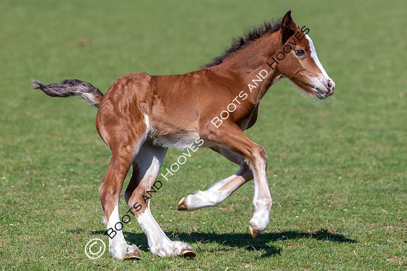 Attridges Equestrian Centre