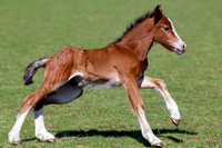 Attridges Equestrian Centre