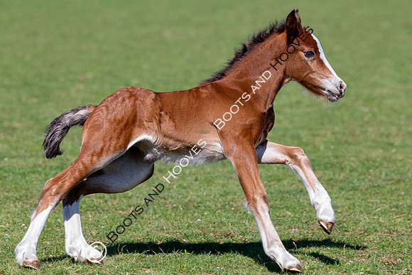 Attridges Equestrian Centre
