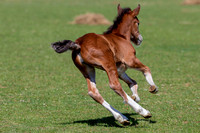 Attridges Equestrian Centre