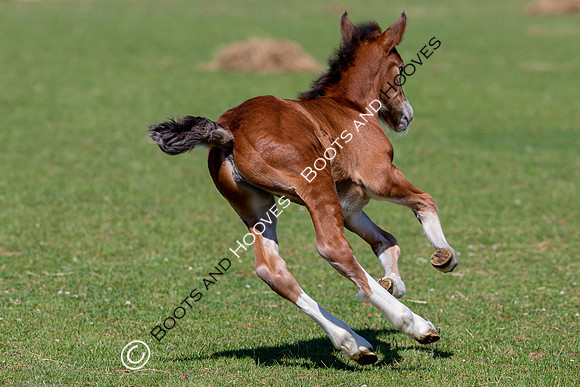 Attridges Equestrian Centre