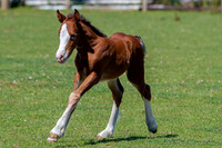 Attridges Equestrian Centre