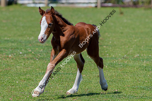 Attridges Equestrian Centre