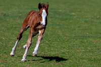 Attridges Equestrian Centre